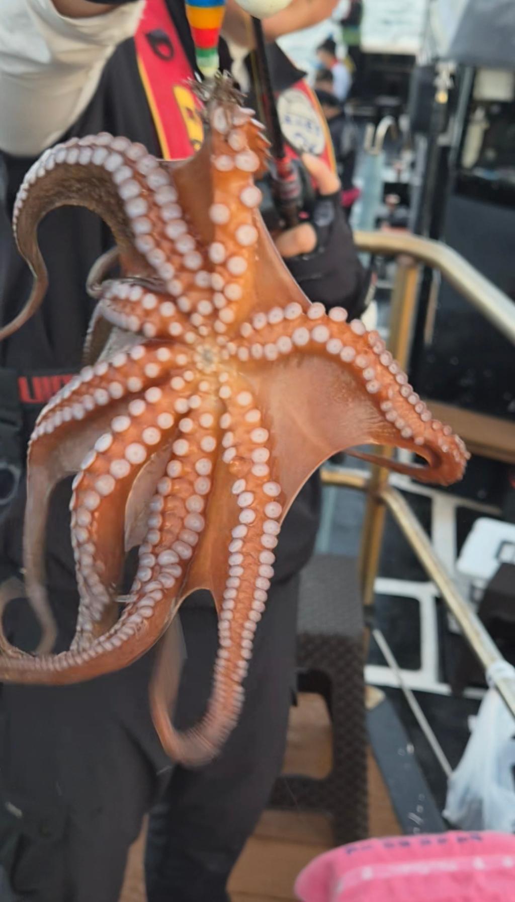 낚시뚜,돌문어,포항여남항,포항포시즌호,낚시뚜25