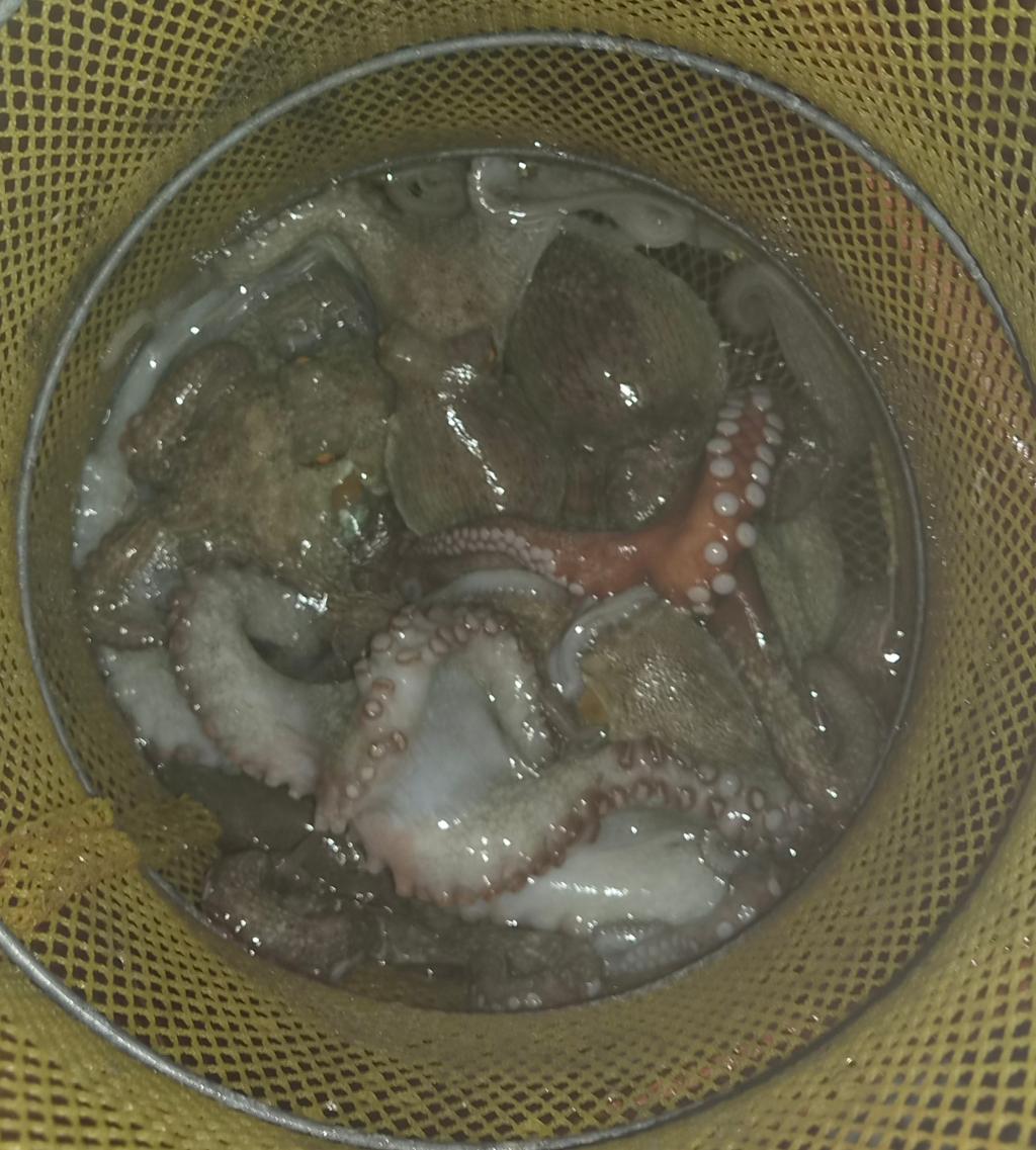 낚시뚜,돌문어,포항여남항,포항포시즌호,낚시뚜11