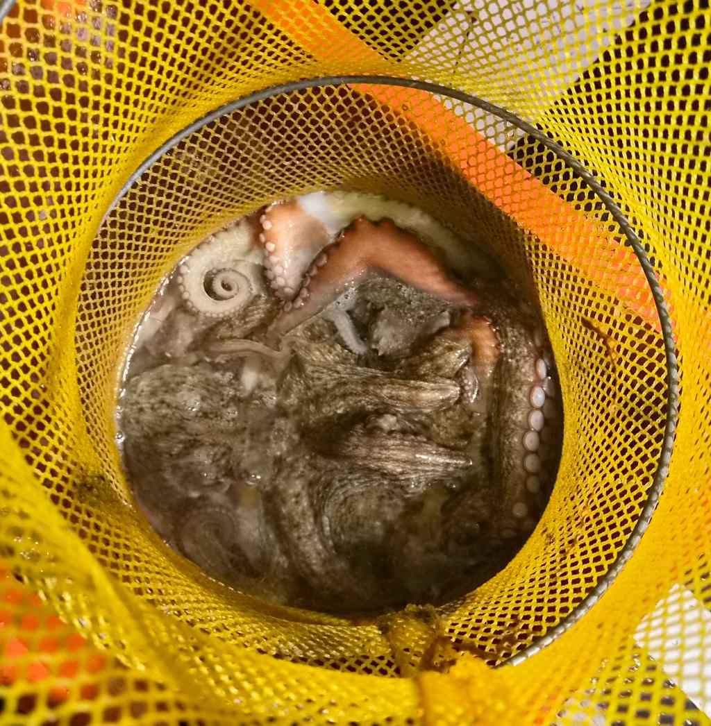 낚시뚜,돌문어,포항여남항,포항포시즌호,낚시뚜10