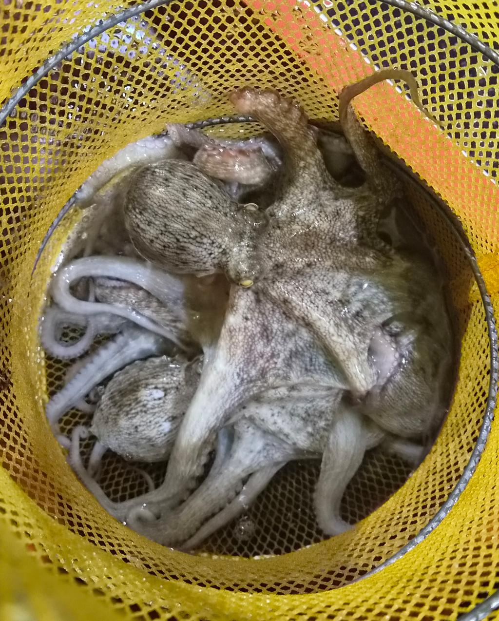 낚시뚜,돌문어,포항여남항,포항포시즌호,낚시뚜9