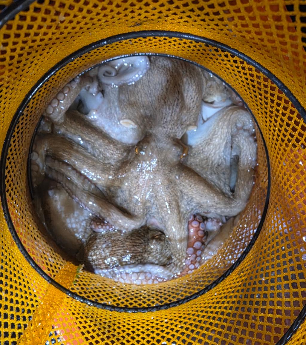 낚시뚜,돌문어,포항여남항,포항포시즌호,낚시뚜7