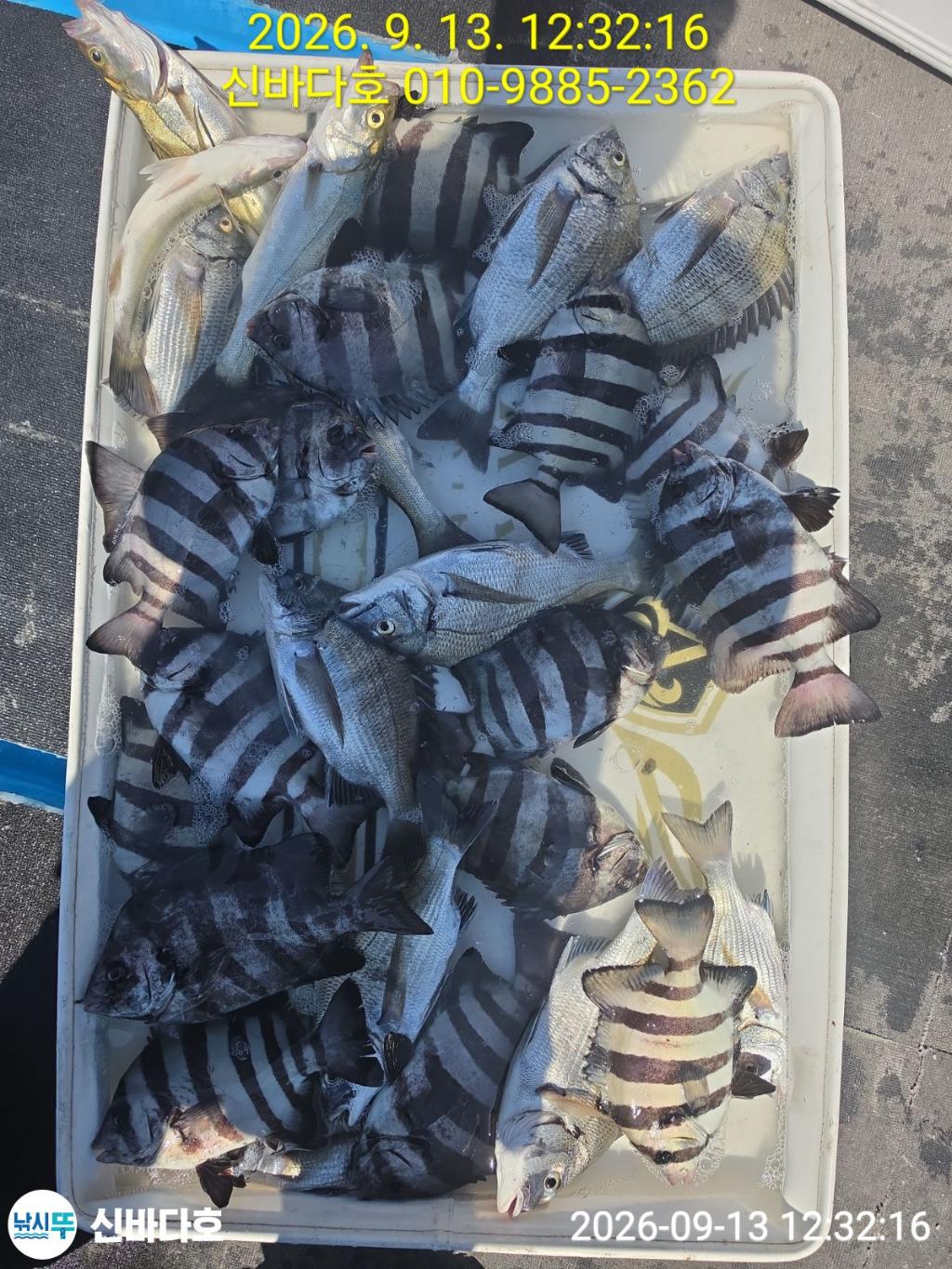 낚시뚜,감성돔,돌돔,해남 어란진항,신바다호,낚시뚜0