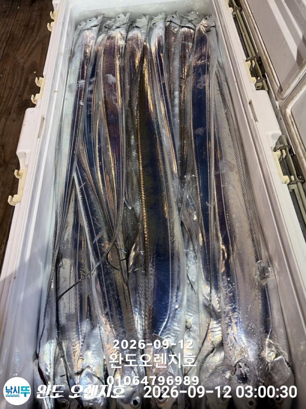 낚시뚜,갈치,완도항,완도 오렌지호,낚시뚜21