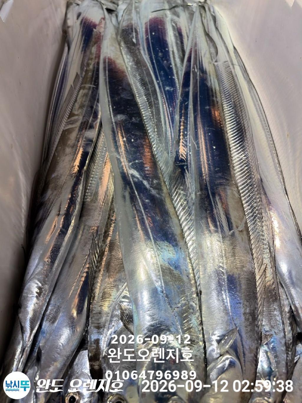 낚시뚜,갈치,완도항,완도 오렌지호,낚시뚜16