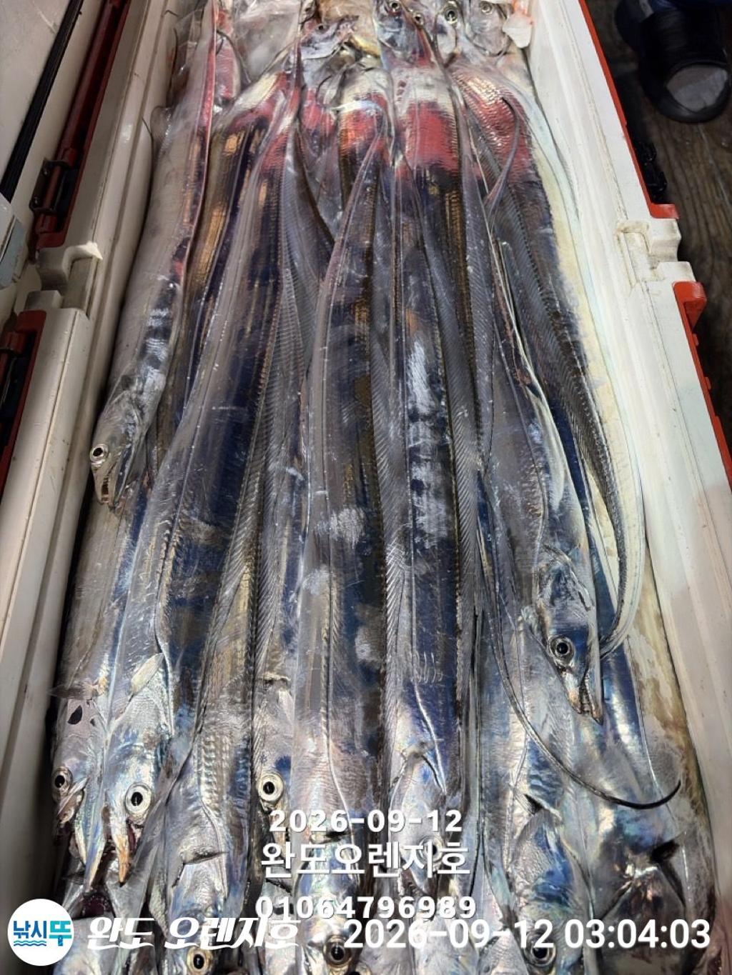 낚시뚜,갈치,완도항,완도 오렌지호,낚시뚜15