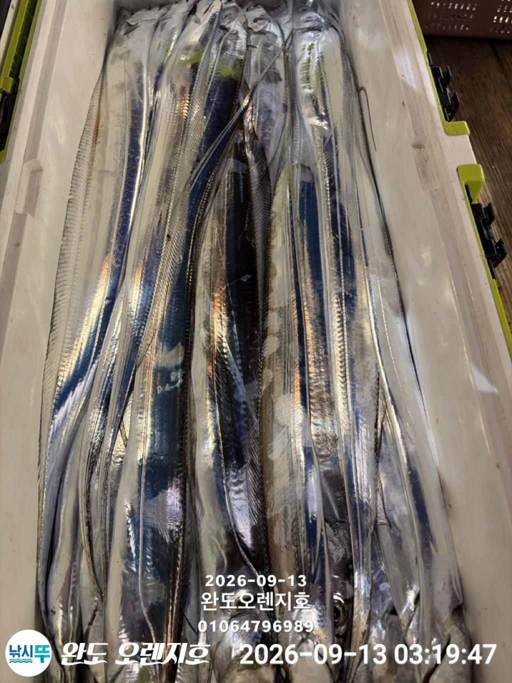 낚시뚜,갈치,완도항,완도 오렌지호,낚시뚜20