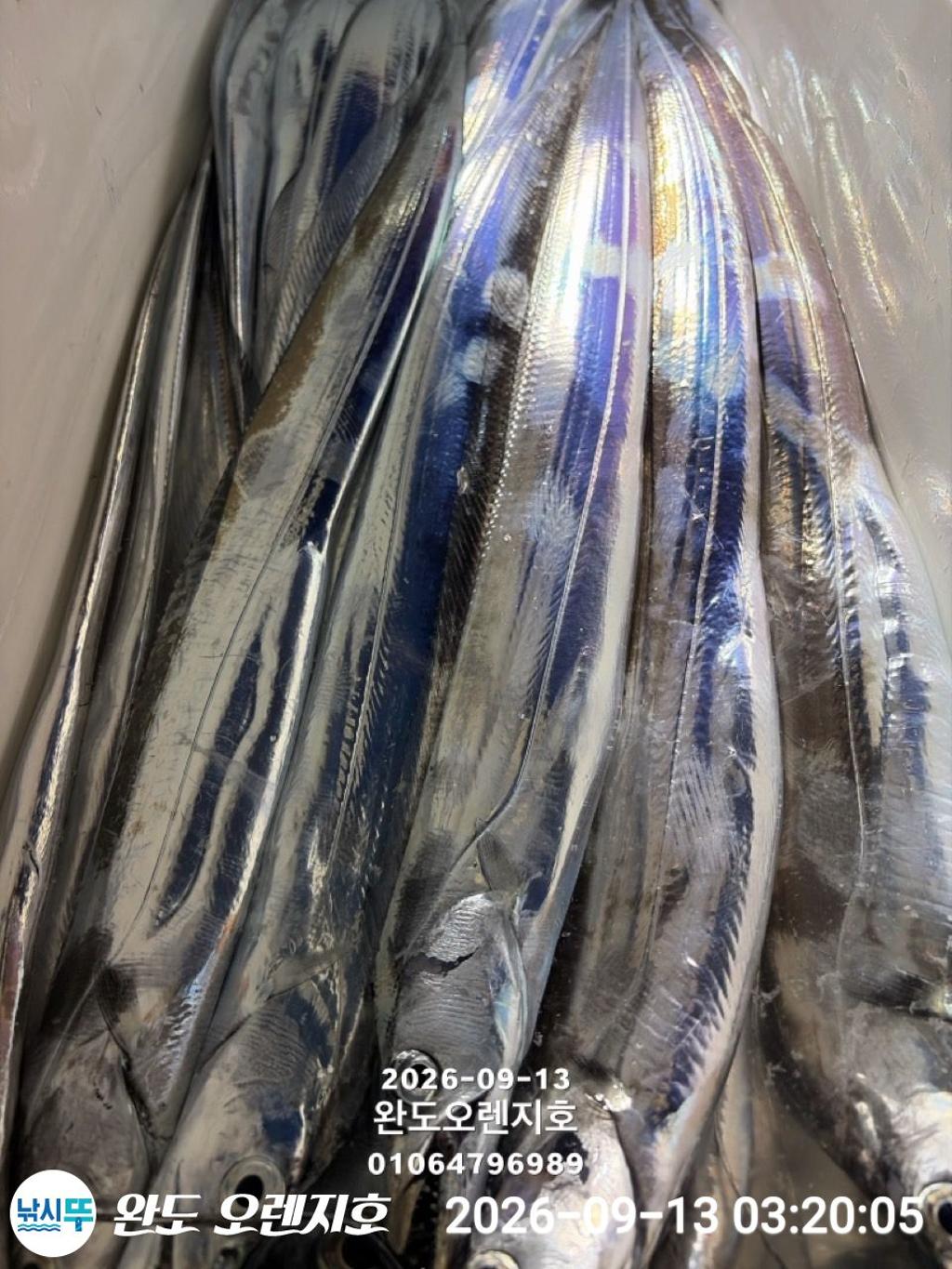 낚시뚜,갈치,완도항,완도 오렌지호,낚시뚜18