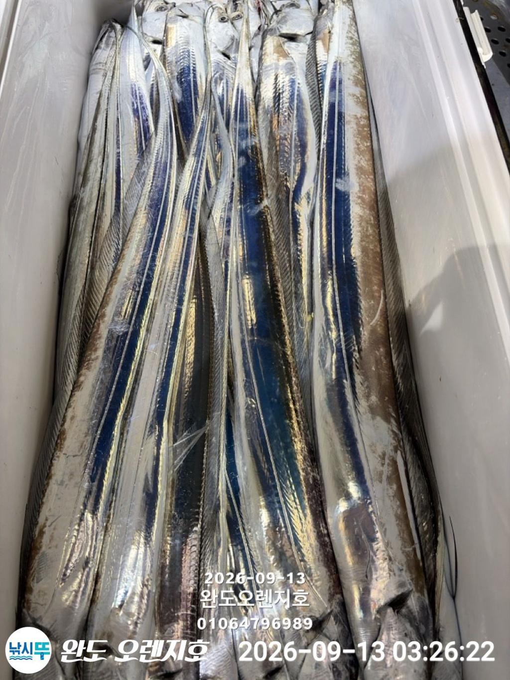 낚시뚜,갈치,완도항,완도 오렌지호,낚시뚜9