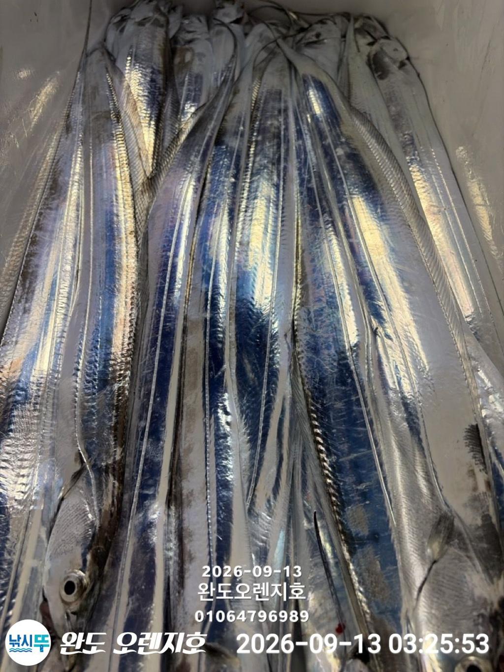 낚시뚜,갈치,완도항,완도 오렌지호,낚시뚜8
