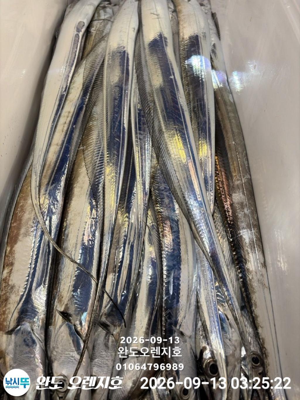 낚시뚜,갈치,완도항,완도 오렌지호,낚시뚜7