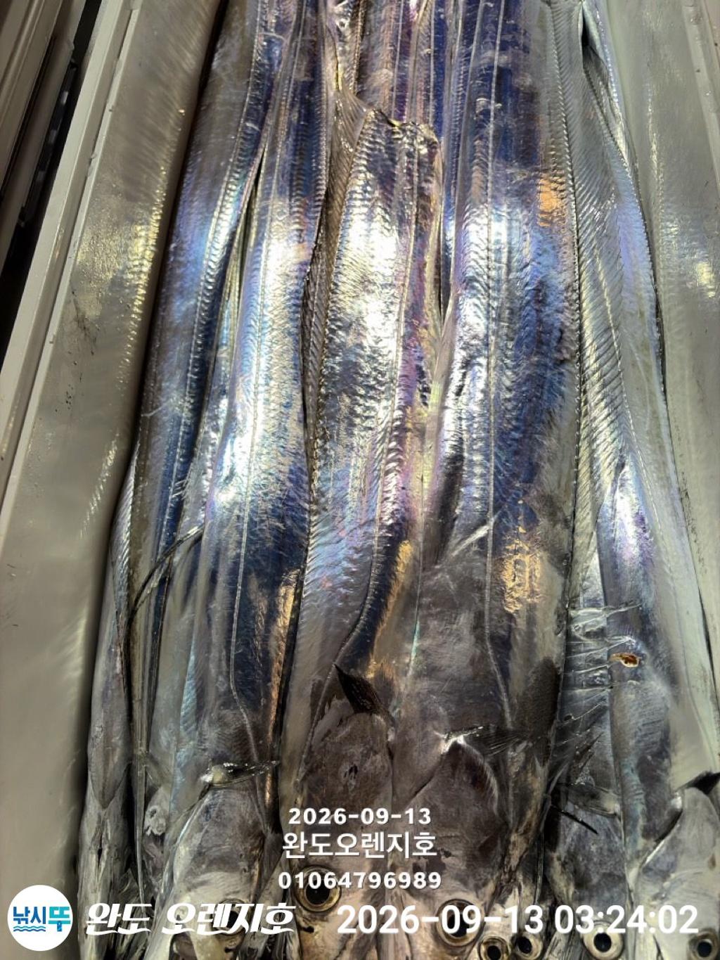 낚시뚜,갈치,완도항,완도 오렌지호,낚시뚜6