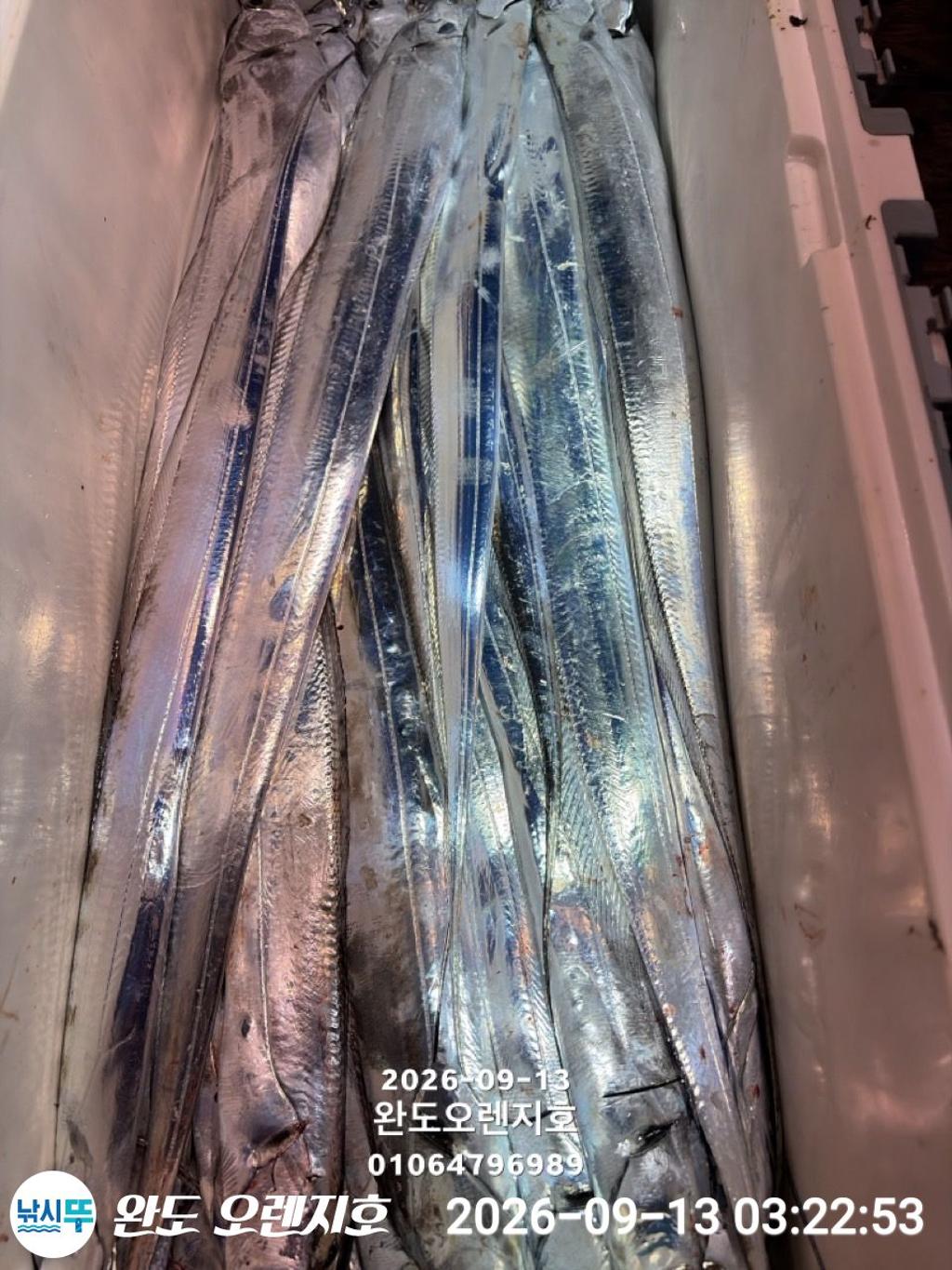 낚시뚜,갈치,완도항,완도 오렌지호,낚시뚜4