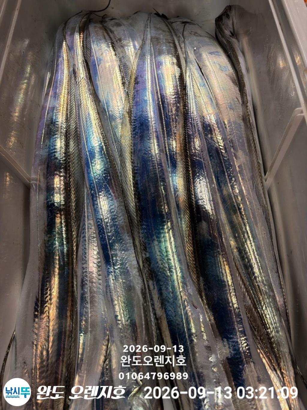 낚시뚜,갈치,완도항,완도 오렌지호,낚시뚜1
