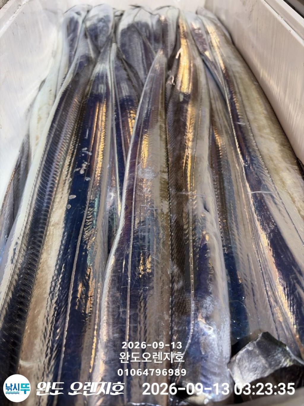 낚시뚜,갈치,완도항,완도 오렌지호,낚시뚜0