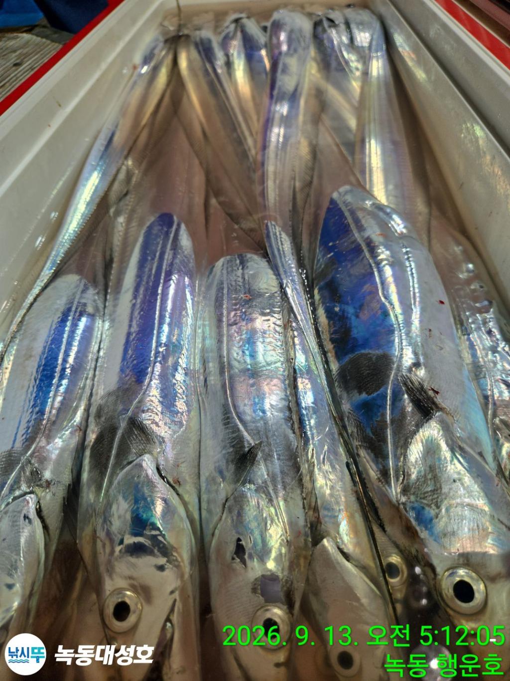 낚시뚜,갈치,녹동항,녹동대성호,낚시뚜29