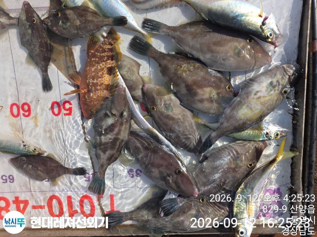 낚시뚜,감성돔,갑오징어,돌문어,풍화상장마을,통영 현대레져선외기,낚시뚜5