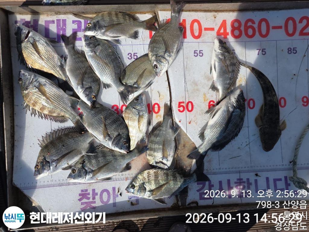 낚시뚜,감성돔,갑오징어,돌문어,풍화상장마을,통영 현대레져선외기,낚시뚜4