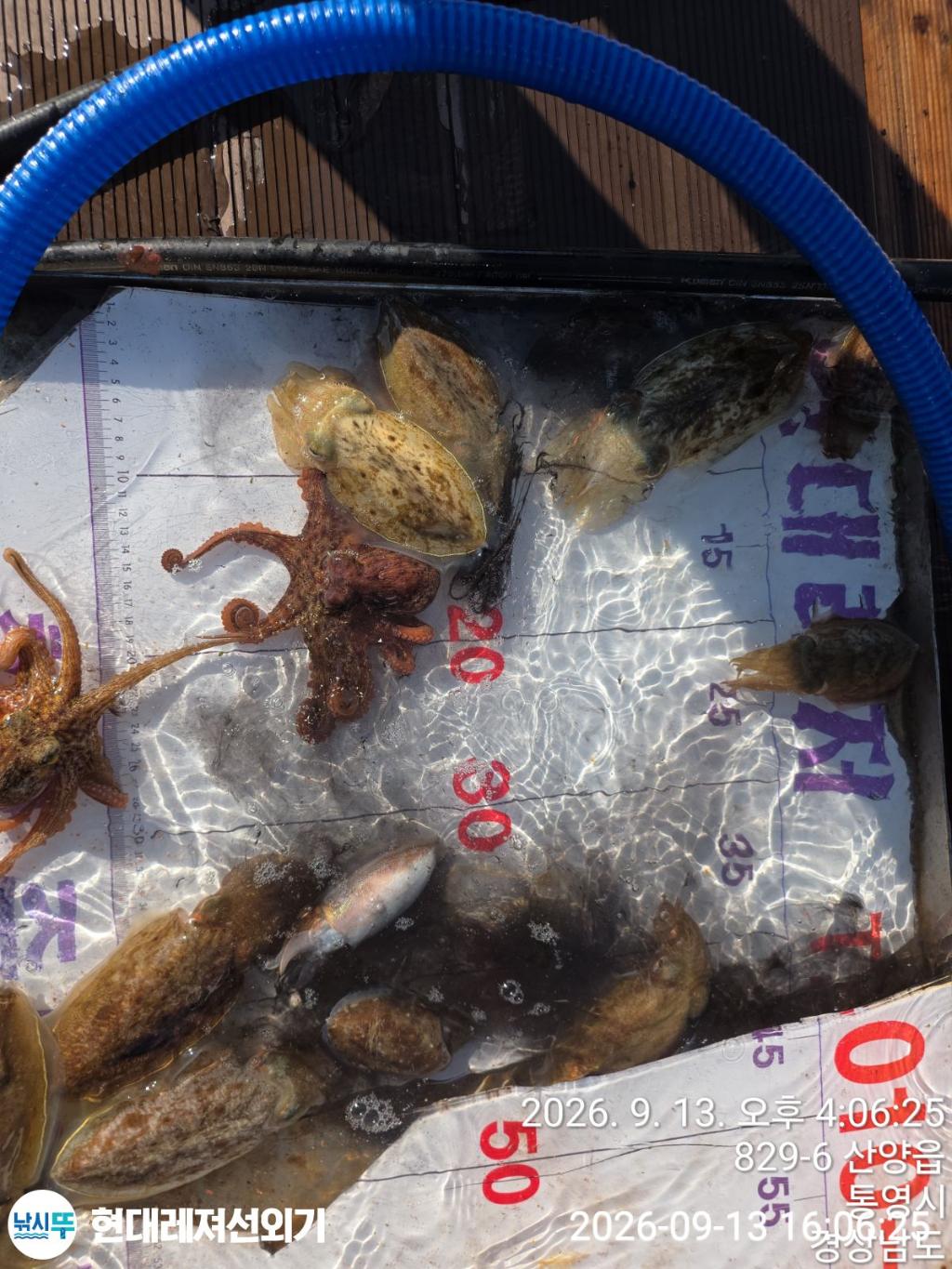 낚시뚜,감성돔,갑오징어,돌문어,풍화상장마을,통영 현대레져선외기,낚시뚜3