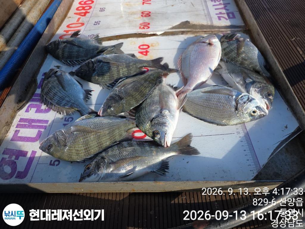 낚시뚜,감성돔,갑오징어,돌문어,풍화상장마을,통영 현대레져선외기,낚시뚜2