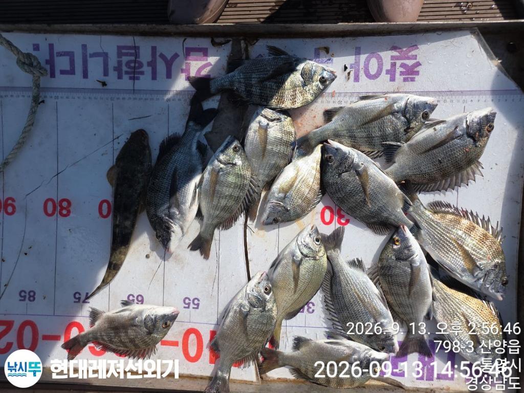 낚시뚜,감성돔,갑오징어,돌문어,풍화상장마을,통영 현대레져선외기,낚시뚜0