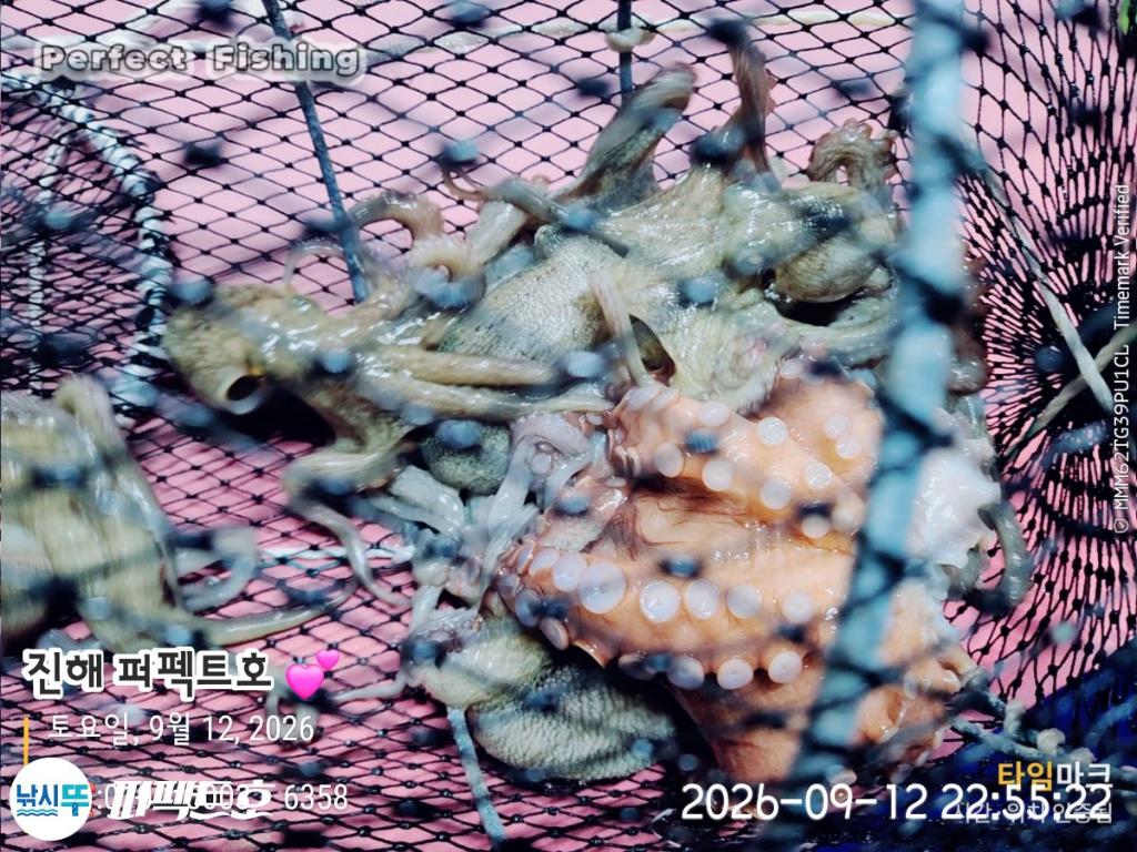 낚시뚜,돌문어,진해 수치마을 방파제,퍼펙트호,낚시뚜6
