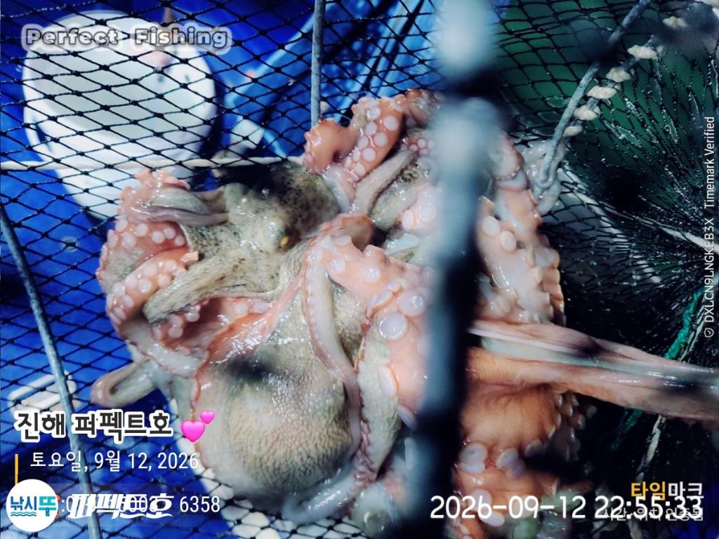 낚시뚜,돌문어,진해 수치마을 방파제,퍼펙트호,낚시뚜4