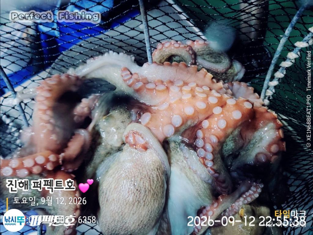 낚시뚜,돌문어,진해 수치마을 방파제,퍼펙트호,낚시뚜3