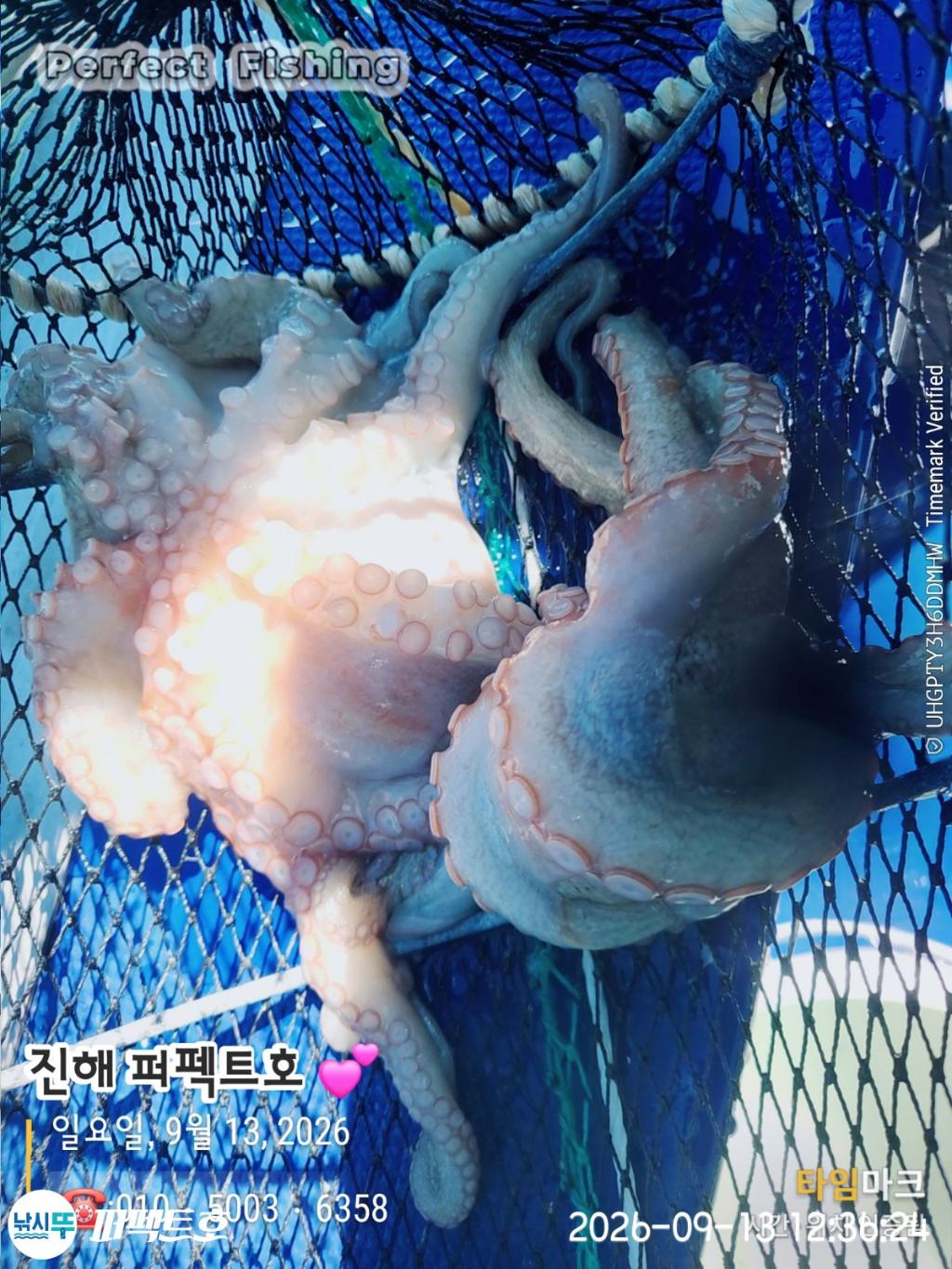 낚시뚜,돌문어,진해 수치마을 방파제,퍼펙트호,낚시뚜16