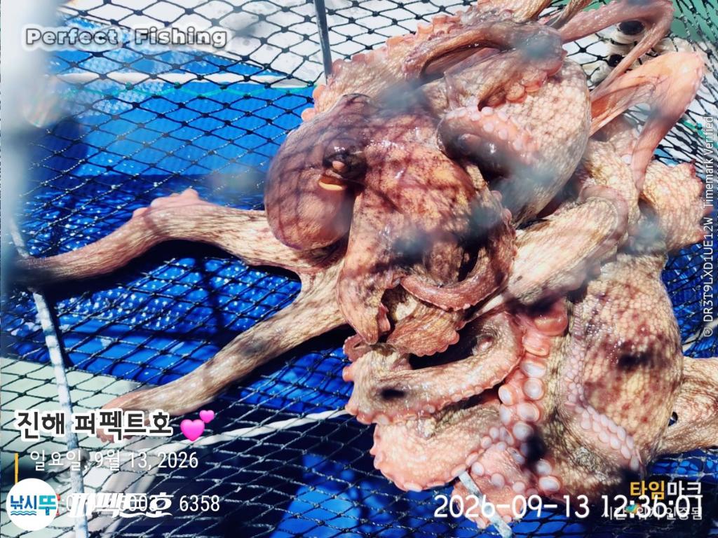 낚시뚜,돌문어,진해 수치마을 방파제,퍼펙트호,낚시뚜15
