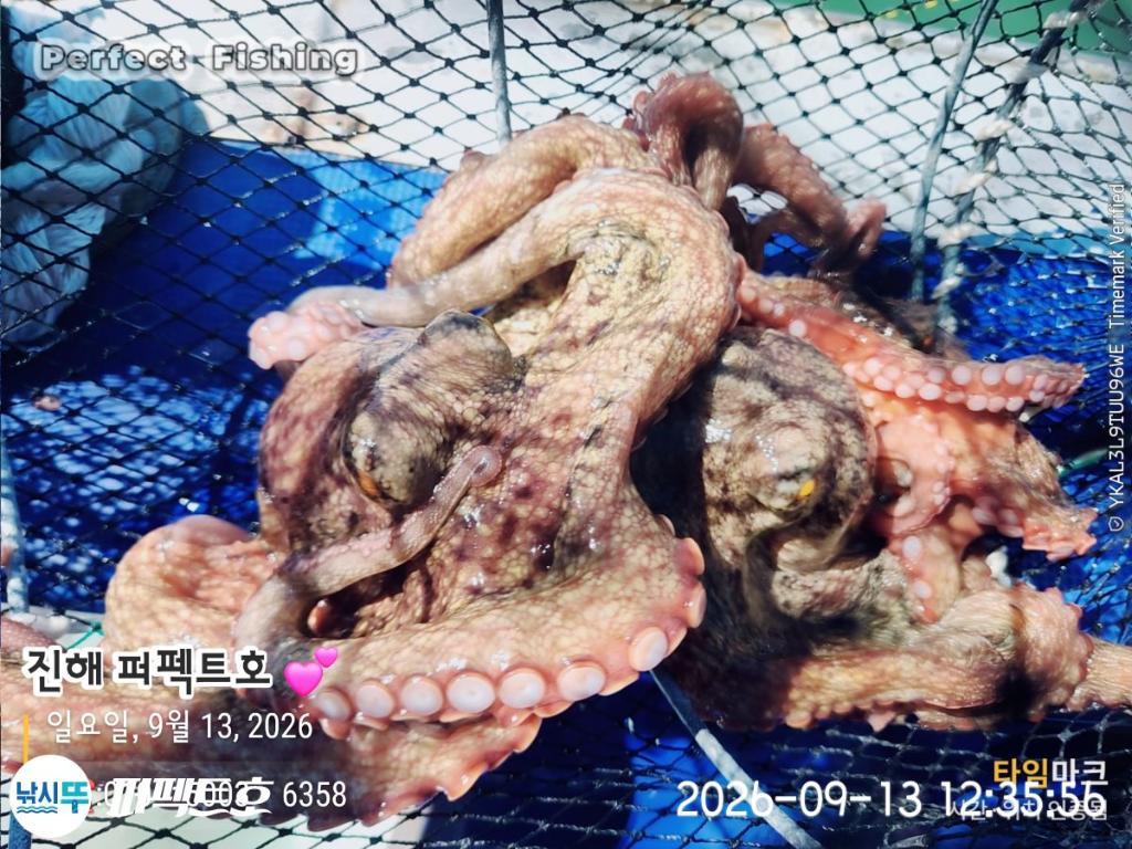 낚시뚜,돌문어,진해 수치마을 방파제,퍼펙트호,낚시뚜14