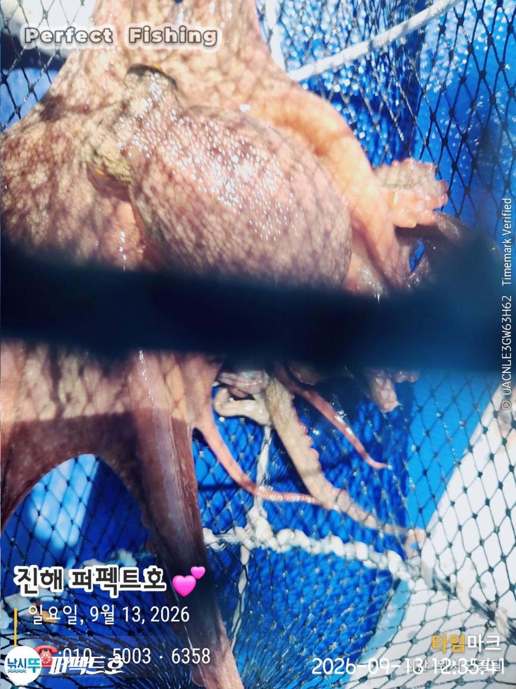 낚시뚜,돌문어,진해 수치마을 방파제,퍼펙트호,낚시뚜13