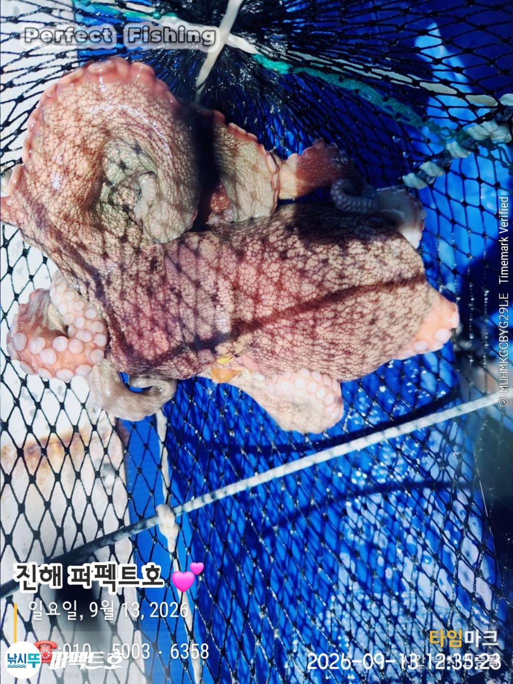 낚시뚜,돌문어,진해 수치마을 방파제,퍼펙트호,낚시뚜11