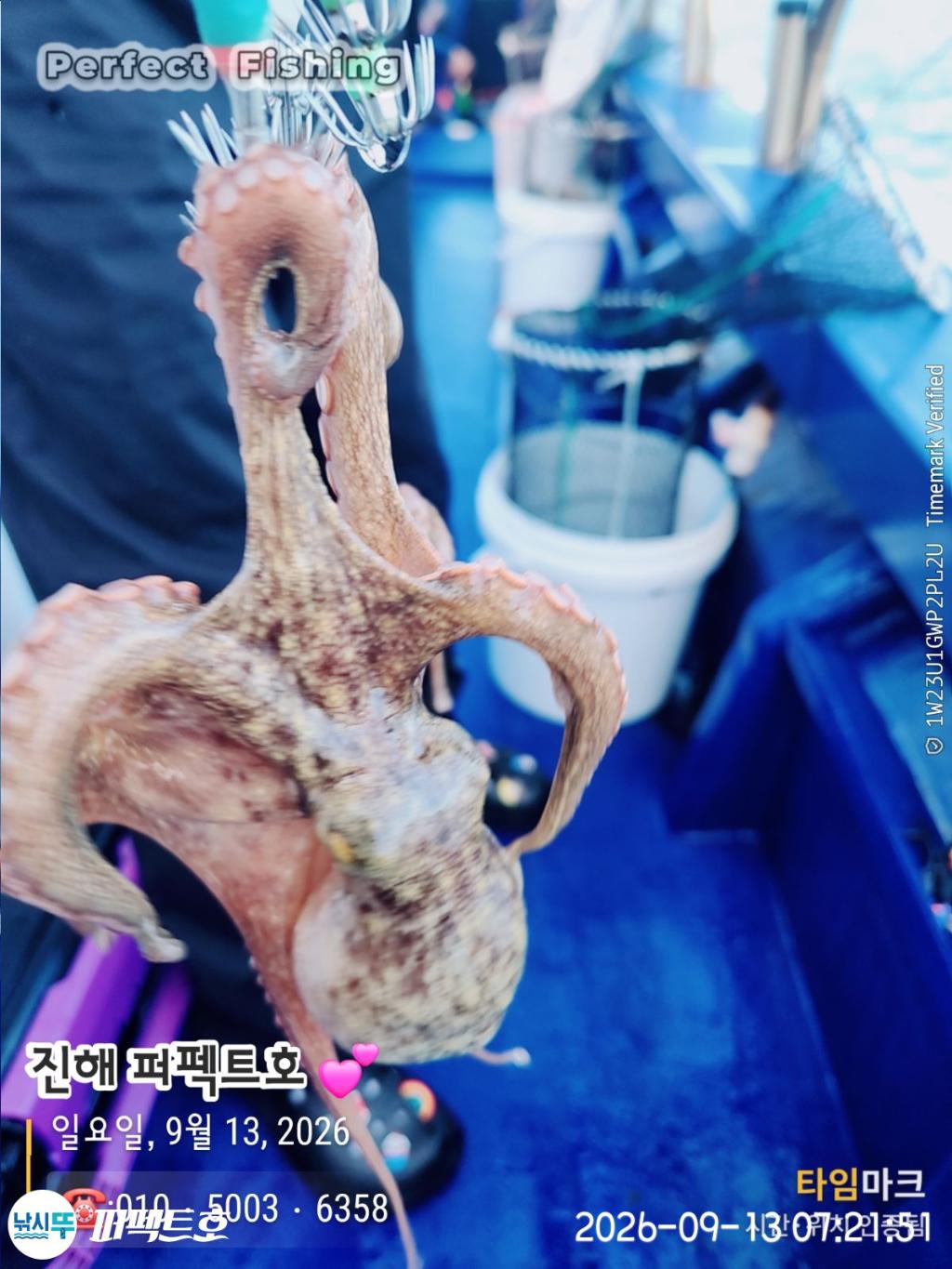 낚시뚜,돌문어,진해 수치마을 방파제,퍼펙트호,낚시뚜1