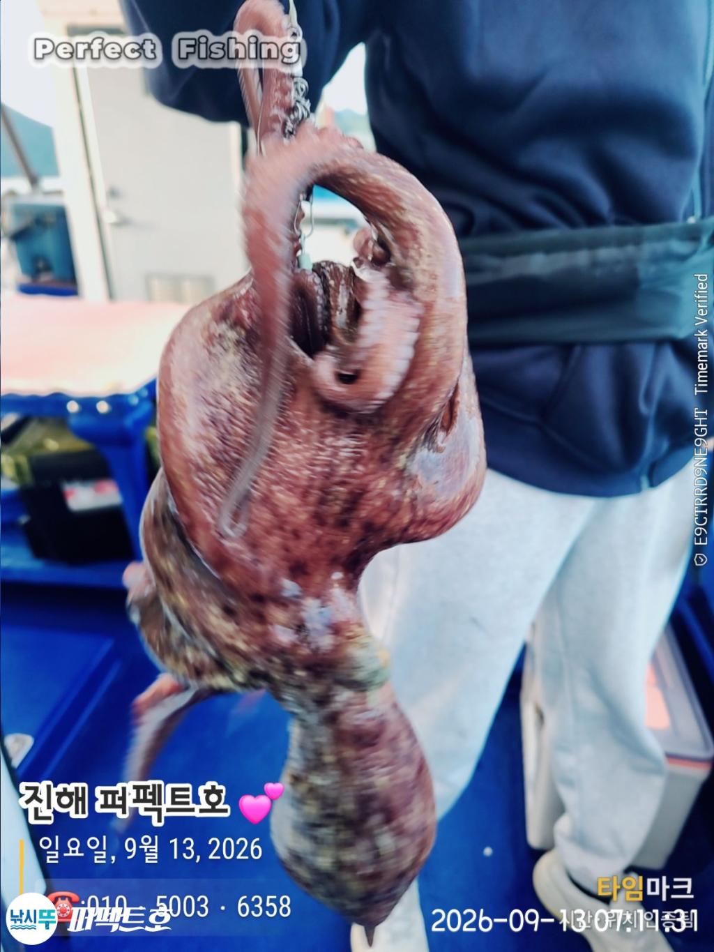 낚시뚜,돌문어,진해 수치마을 방파제,퍼펙트호,낚시뚜0