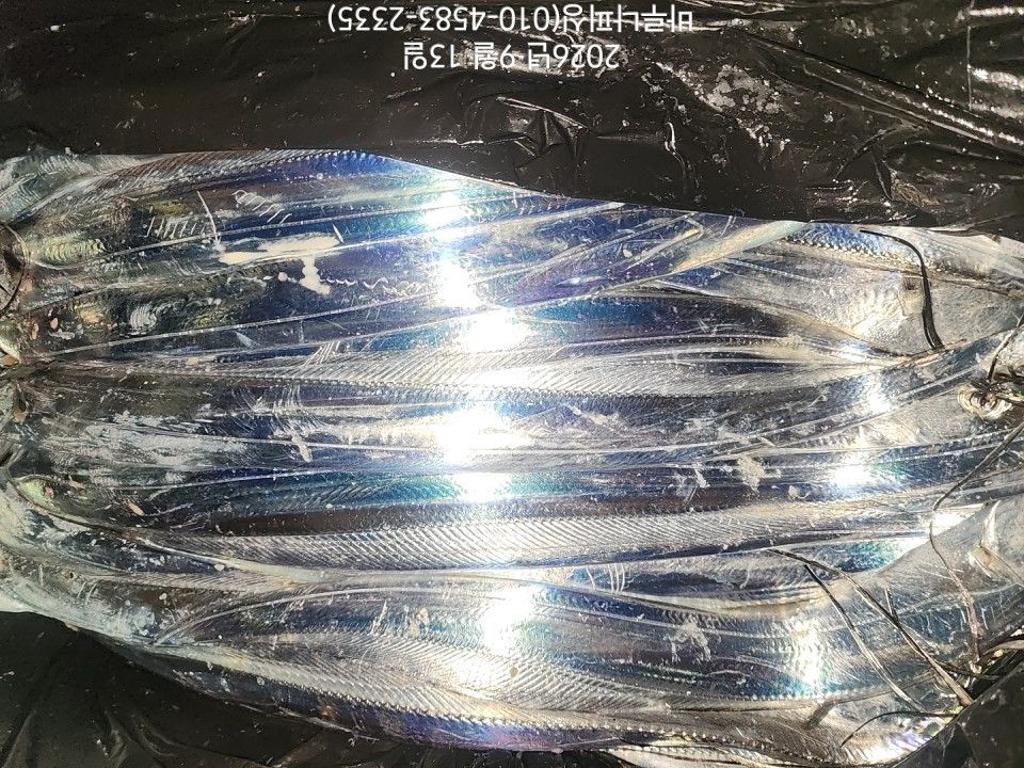 낚시뚜,갈치,속천항(진해),바루나피싱,낚시뚜14