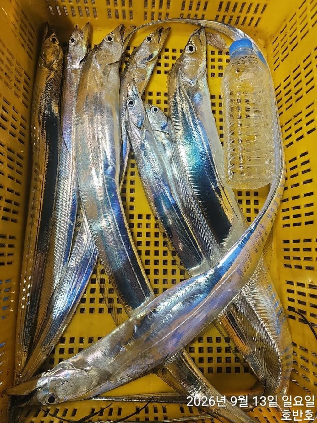 낚시뚜,갈치,통영 신전항,통영호반호,낚시뚜3