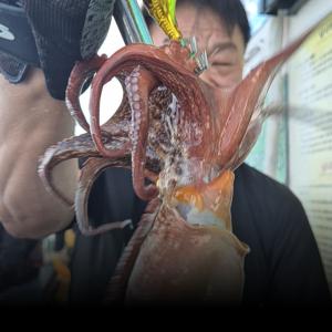 조황, 12일 돌문어조황 입니다
