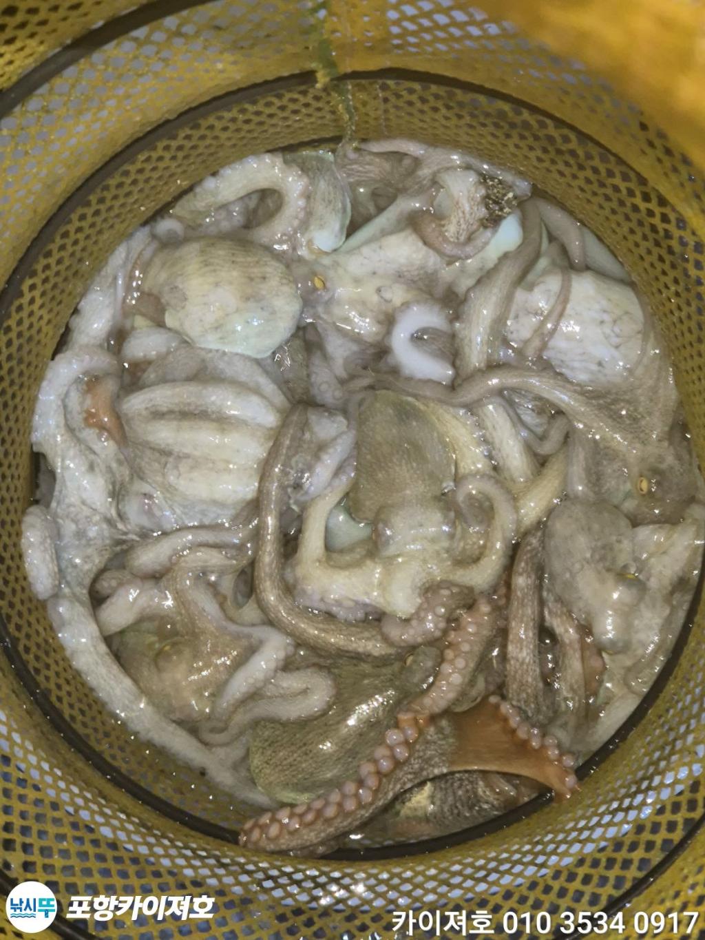 낚시뚜,기타 (직접입력),영일만항,포항카이져호,낚시뚜48