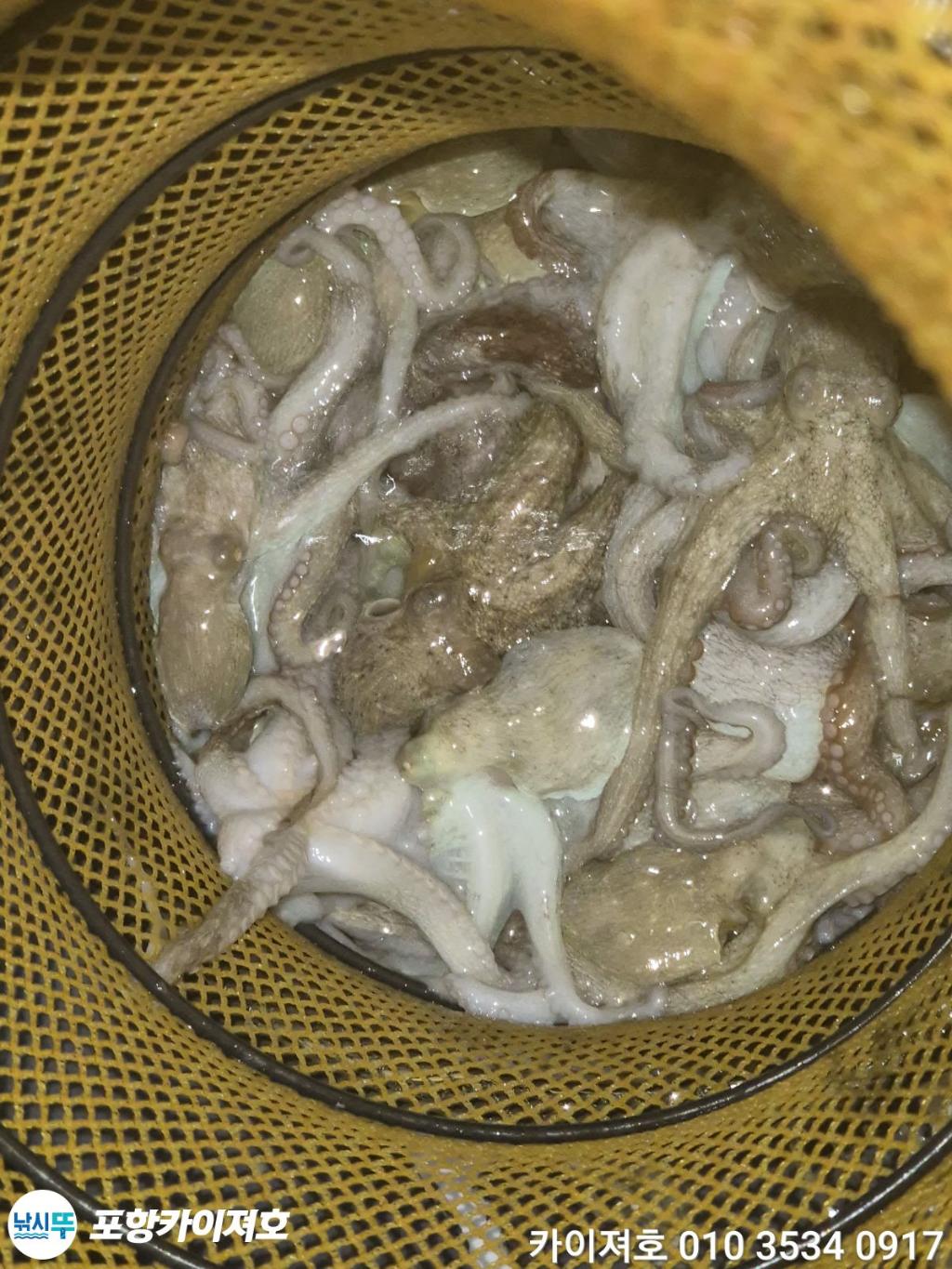 낚시뚜,기타 (직접입력),영일만항,포항카이져호,낚시뚜46