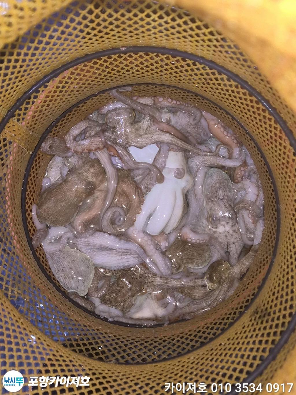 낚시뚜,기타 (직접입력),영일만항,포항카이져호,낚시뚜42