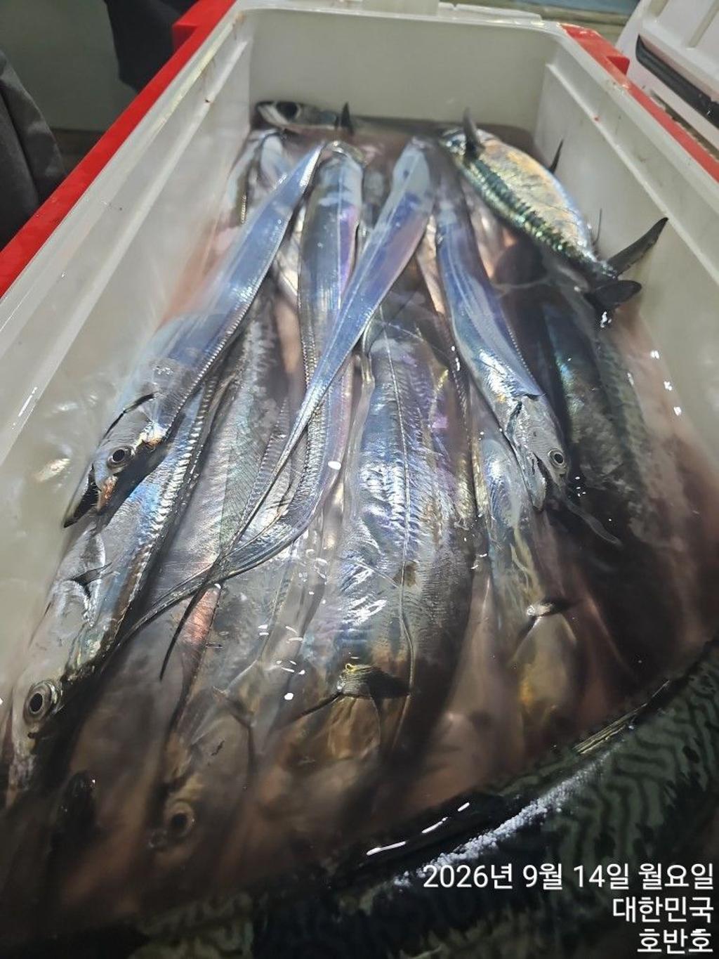 낚시뚜,갈치,통영 신전항,통영호반호,낚시뚜42