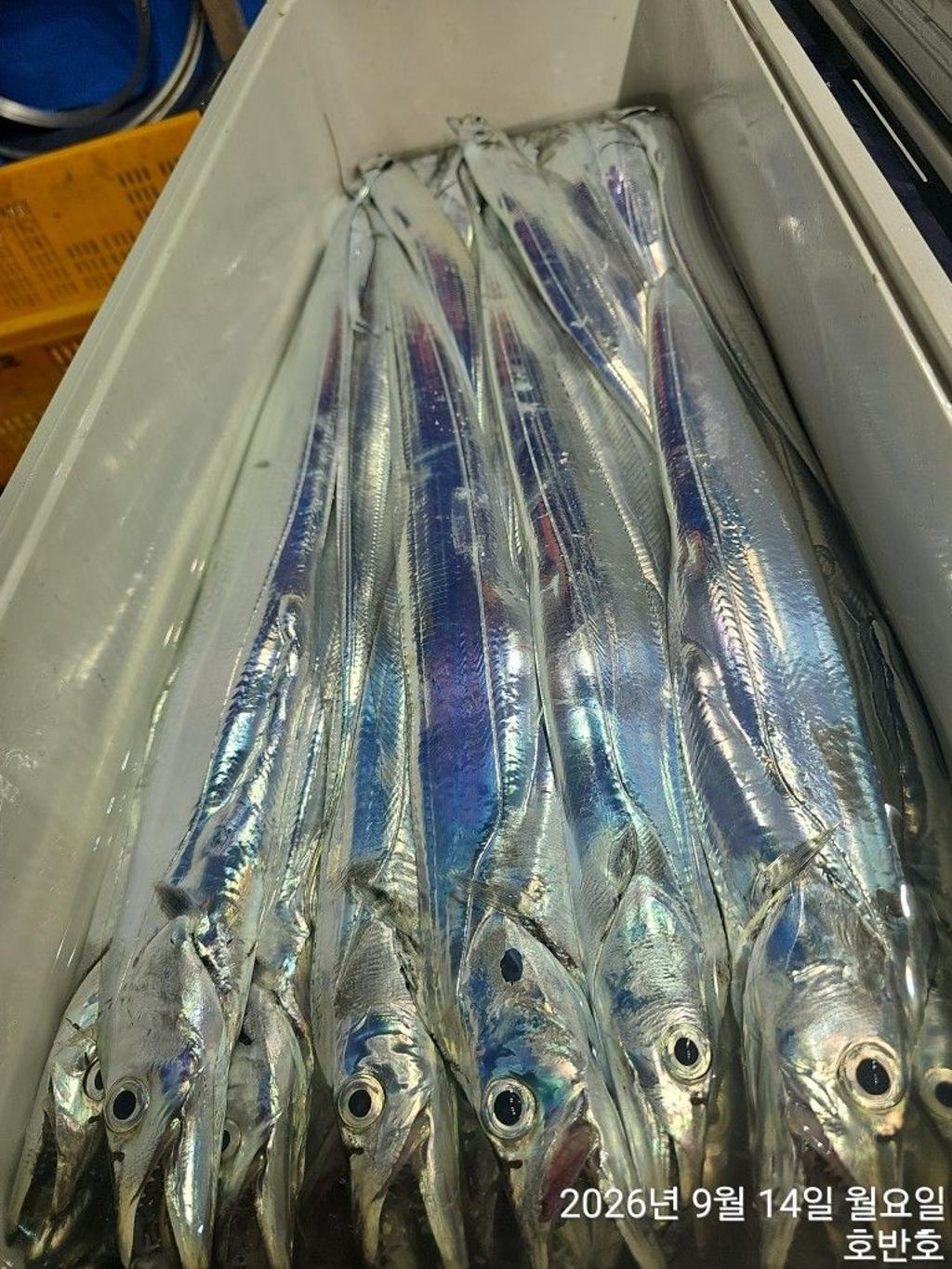 낚시뚜,갈치,통영 신전항,통영호반호,낚시뚜41