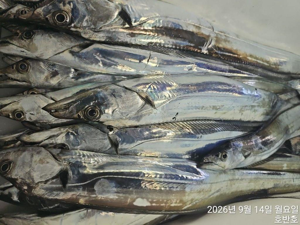 낚시뚜,갈치,통영 신전항,통영호반호,낚시뚜40