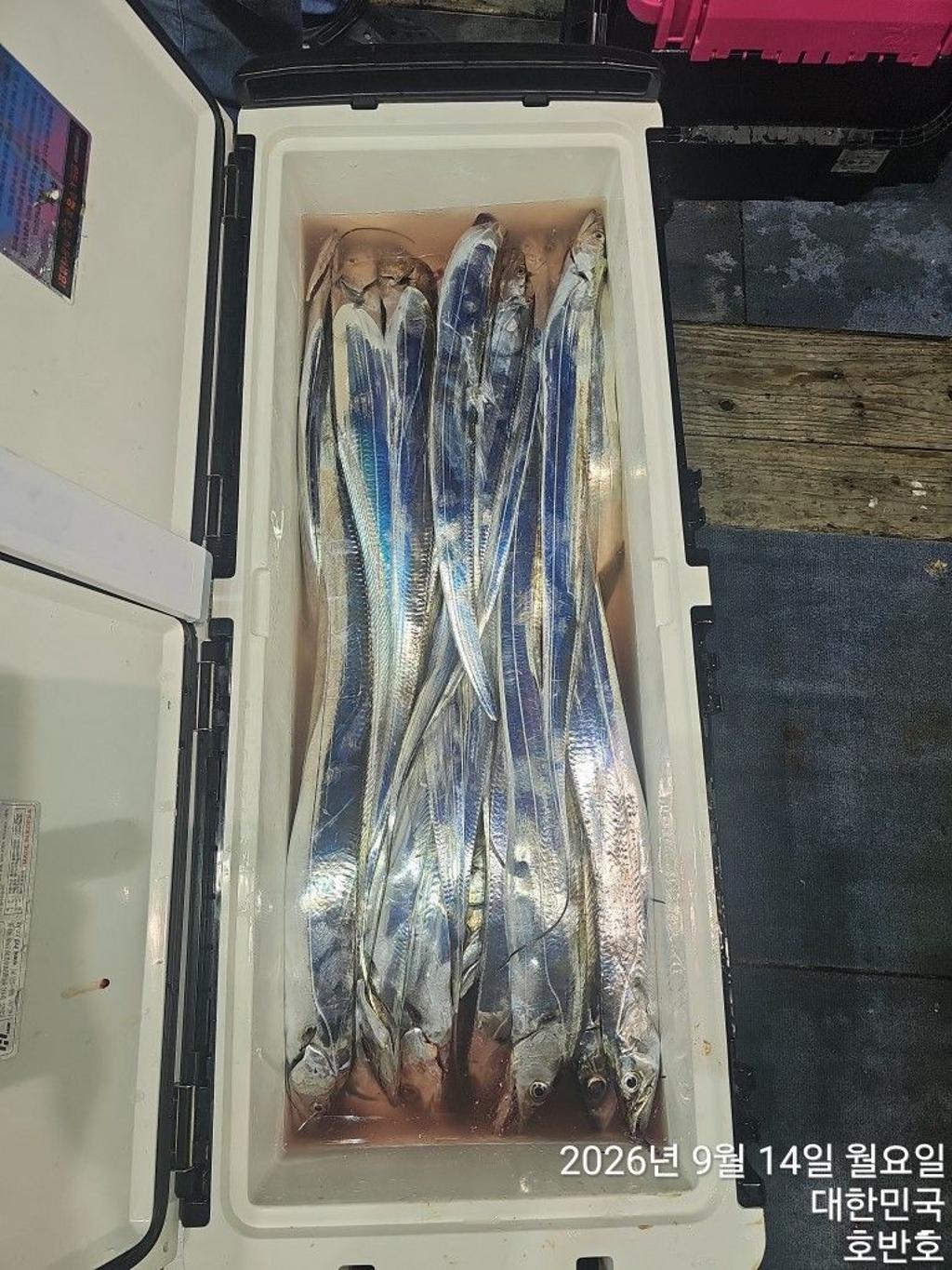 낚시뚜,갈치,통영 신전항,통영호반호,낚시뚜31