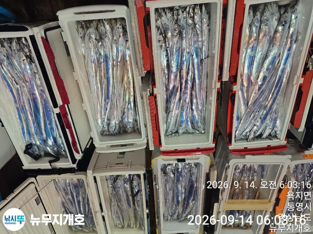 낚시뚜,갈치,통영영운리항,뉴무지개호,낚시뚜20