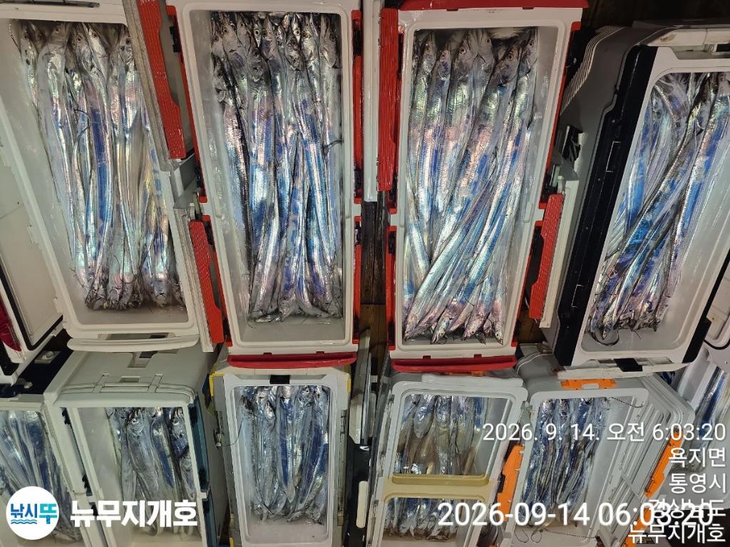 낚시뚜,갈치,통영영운리항,뉴무지개호,낚시뚜19