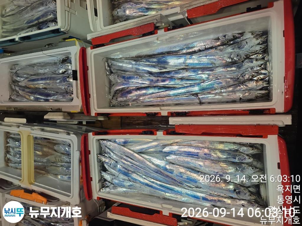 낚시뚜,갈치,통영영운리항,뉴무지개호,낚시뚜18