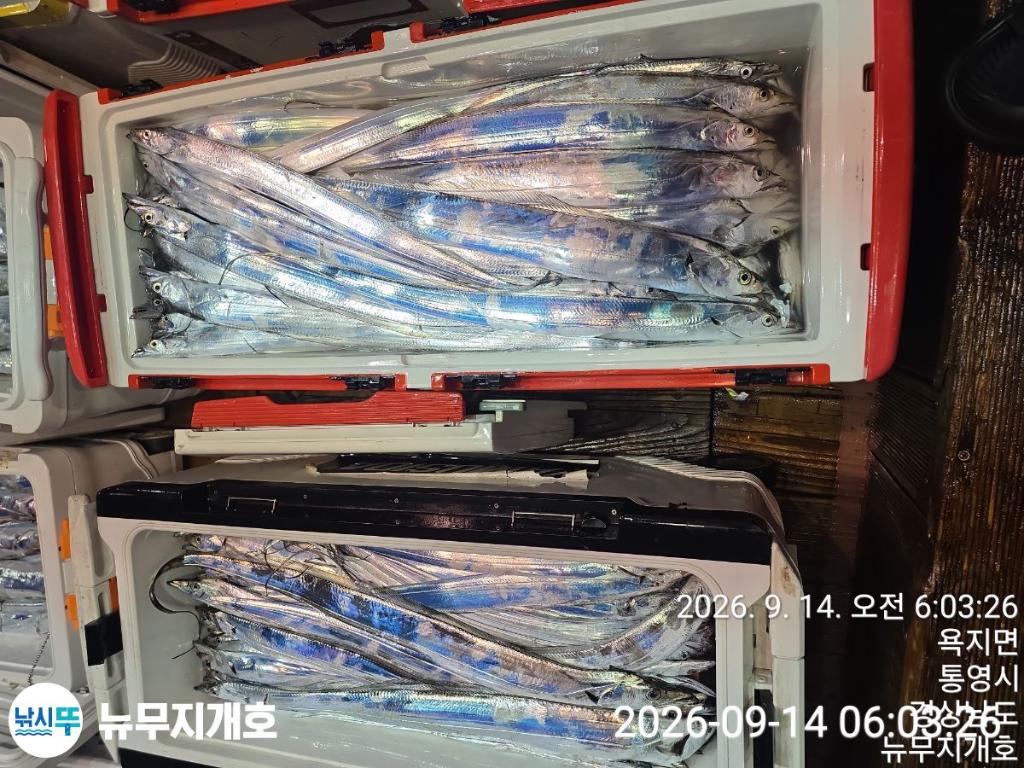 낚시뚜,갈치,통영영운리항,뉴무지개호,낚시뚜16