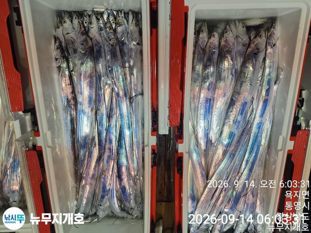낚시뚜,갈치,통영영운리항,뉴무지개호,낚시뚜15
