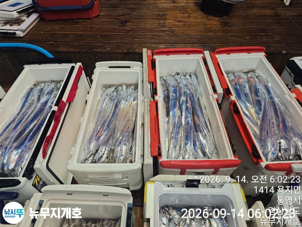 낚시뚜,갈치,통영영운리항,뉴무지개호,낚시뚜12